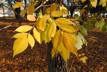 Yellow leaf on the tree