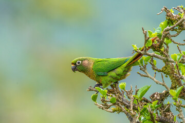 Wall Mural - Maroon-bellied Parakeet
