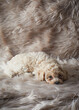 © Jennifer Causey - Puppy laying down on fur surface