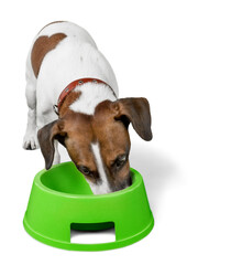 Poster - Jack Russell Terrier Drinking or Eating from Bowl