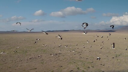 Wall Mural - A group of storks meeting in early spring in middle Anatolian region of Turkey.