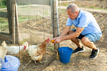 Male farmer collecting chicken eggs in a chicken coop outdoors