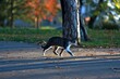 Cat running in the park