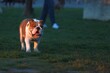 english bulldog running in park