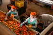 Three concentrated male and female employees controlling quality of ripe tangerines on sorting line