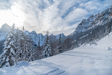 Wall Mural - Winter forest in Banff Park