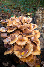 A Group Of Poisonous Mushrooms On A Tree Stump In Autumn