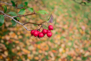 Hawthorn branch with red berries in autumn. Shallow depth f field.