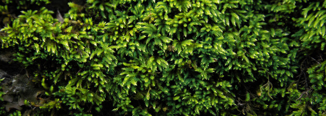 Canvas Print - Green moss closeup