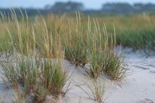 Closeup Shot Of Grass In The Sand