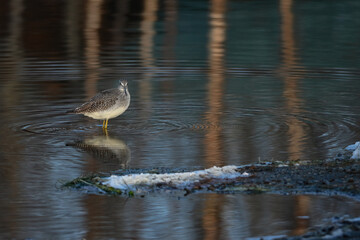 Wall Mural - A migrating Lesser Yellowlegs (Tringa flavipes) looks for food along the shore of Reflections Lake, Alaska.