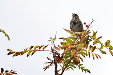 Wall Mural - A Song Sparrow (Melospiza melodia) trills out a song from a tree branch in Sitka, Alaska.