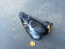 Dead Pigeon On The Ground