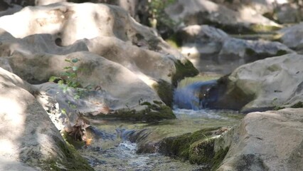 Wall Mural - river flowing into the forest