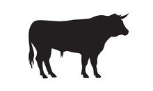 Bull With Sharp Horns. Aggressive Bull Standing Silhouette Vector Isolated.