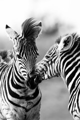 Sticker - Grayscale shot of romantic zebras resting outdoors