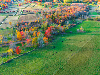 Wall Mural - aerial view of autumn woods and pasture green meadow