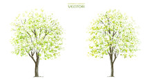 Vector Watercolor Blooming Flower Tree Or Forest Side View Isolated On White Background For Landscape And Architecture Drawing,elements For Environment Or And Garden,botanical For Section In Spring 
