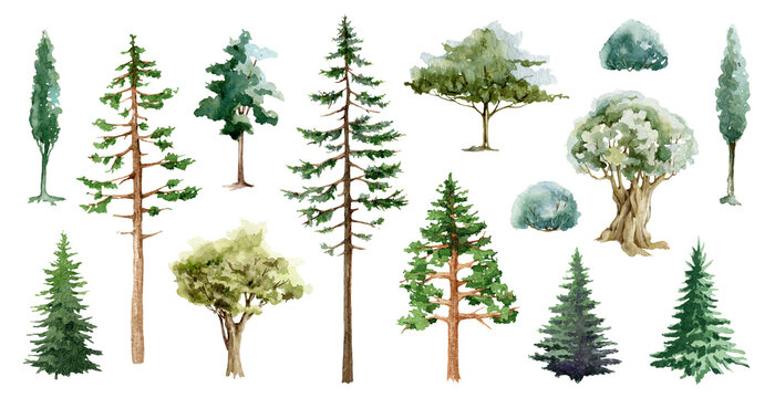 tree different types watercolor illustration set. various forest and park plant elements. pine, oak,