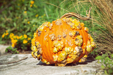 Wall Mural - Knucklehead Pumpkin in the autumn garden, a perfect pumpkin for a spooky Halloween look.