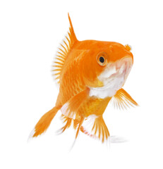Wall Mural - Goldfish isolated on white background.