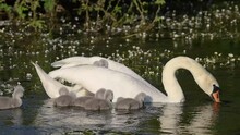 Mute Swan (Cygnus Olor) Swimming On A River With Chicks On Their Backs.