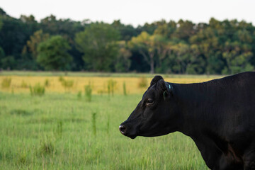 Wall Mural - Angus cow looking to left