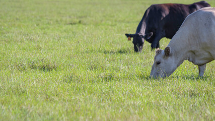 Wall Mural - Beef cows grazing lush grass with negative space