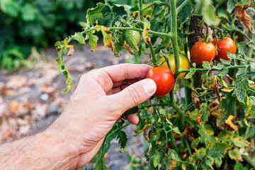 Wall Mural - Closeup of farmer hand picking ripe tomato fruit in organic garden