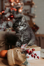 A Cute Gray Kitten Is Sitting With Gift Boxes And Tangerines For The New Year. The Night Before Christmas. New Year's Card, Year Of The Cat, Symbol Of The Year