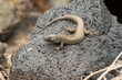 © Westend61 - Atlantic lizard (Gallotia atlantica) crawling on rock