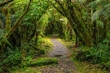 © Westend61 - Hiking path in green lush temperate rainforest