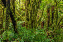 Moss-covered Trees In Green Lush Temperate Rainforest