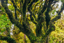 Green Moss-covered Trees In Egmont National Park
