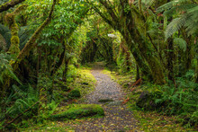 Hiking Path In Green Lush Temperate Rainforest