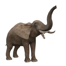 African Elephant Reaching Up With Trunk. 3D Illustration.