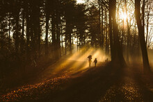 Father And Son Walking In Forest In Backlight