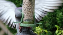 Feral Pigeon Stealing Seed From Garden Small Bird Feeder.