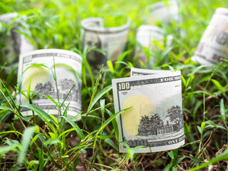 Wall Mural - Bank Note Dollar 100 US. on Green Grass Background,USA American Currency Cash Symbols on Dew Small Tree Nature,Plan Investment Income Saving Money,Business or Finance Exchange Concept.