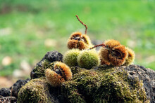 Сhestnuts In An Orange Half-open Shell Along With Unopened Green-shelled Chestnuts Lie On A Stump Covered With Green Moss Against An Unfocused Autumn Green Background