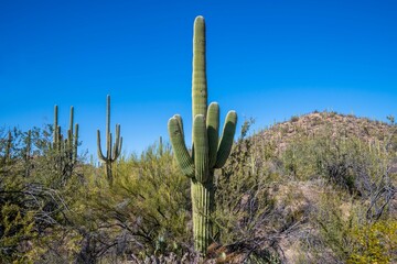 Wall Mural - A long slender Saguaro Cactus in Tucson, Arizona