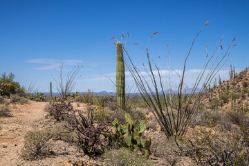 Wall Mural - A long slender Saguaro Cactus in Tucson, Arizona