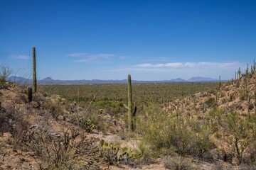 Wall Mural - A long slender Saguaro Cactus in Tucson, Arizona