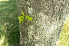 Close-up Of An Overcup Oak (Quercus Lyrata) Tree Trunk With Newly Grown Green Leaves On It