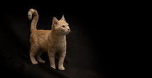 Small Light Yellow Tabby Cat Standing On All 4 Legs With Tail Up Looking Up