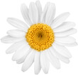 Chamomile or daisy flower - isolated