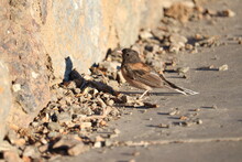Little Sparrow Is Searching For Food In The Rocks