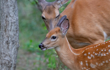 Poster - White-tailed deer fawn and doe share a tender moment in the forest in Canada