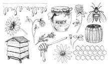 Honey Vector Set. Drawing Of Jar And Bumple Honeybee. Sketch Of Beehive And Dripper Spoon. Wild Flowers Chamomile And Clover For Production In Vintage Hand Drawn Style On White Isolated Background