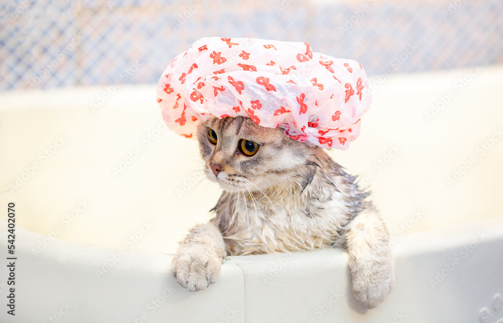 Bathing animals, grooming, combing, drying and styling cats, combing ...